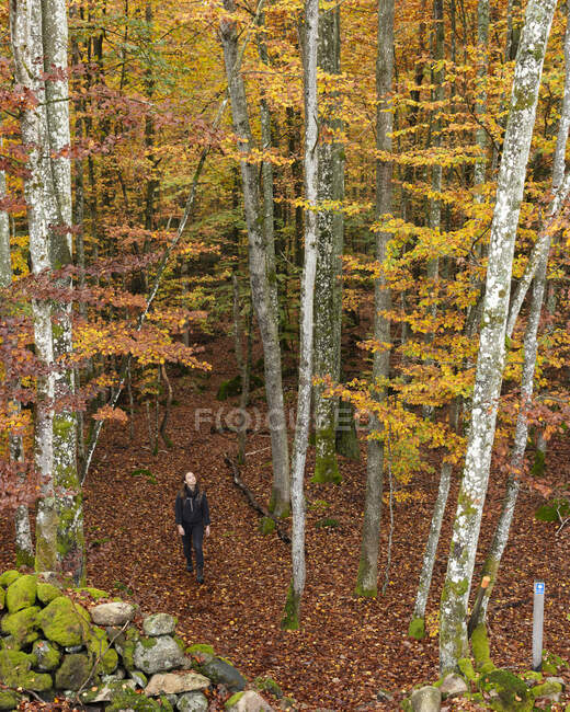 Jeune femme marchant dans la forêt d'automne — Photo de stock