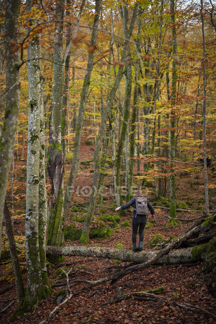 Jovem mulher andando na árvore caída na floresta de outono — Fotografia de Stock