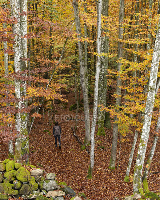 Junge Frau spaziert im Herbstwald — Stockfoto