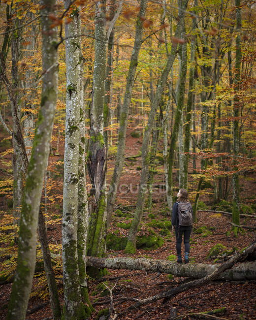 Giovane donna che cammina su un albero caduto nella foresta autunnale — Foto stock