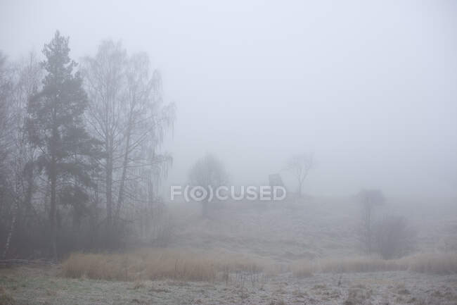 Árvores no campo em nevoeiro — Fotografia de Stock