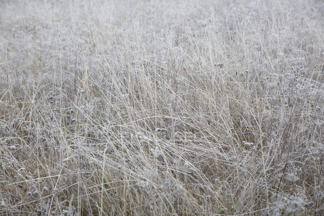 Живописный вид на поле зимой — стоковое фото