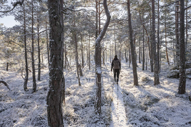 Young woman hiking in snowy forest — Stock Photo