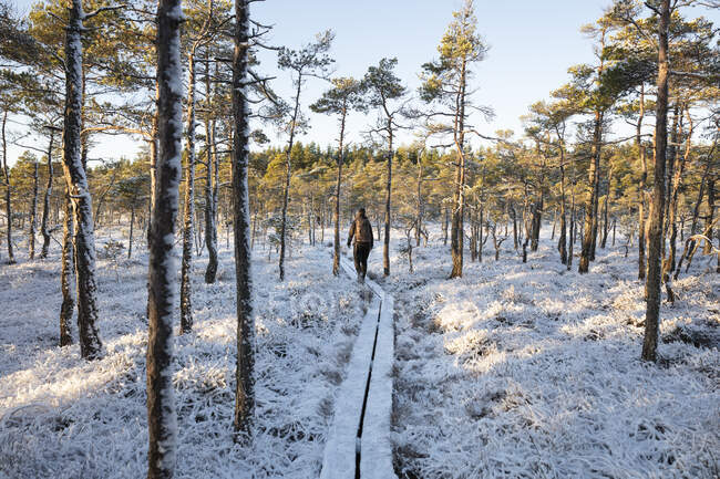 Giovane donna escursioni nella foresta innevata — Foto stock