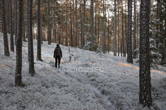 Giovane donna escursioni nella foresta innevata — Foto stock