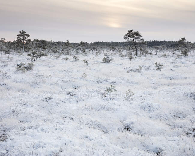 Wald im verschneiten Feld — Stockfoto