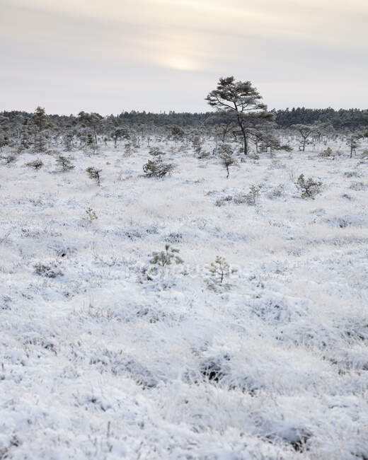 Forest in snowy field — Stock Photo