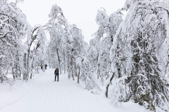 Люди катаются в лесу на снегу — стоковое фото