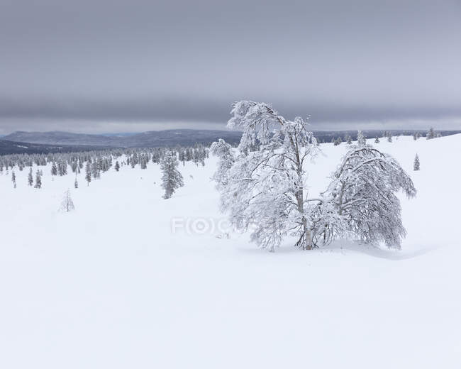 Scenic view of Forest in snow — Stock Photo