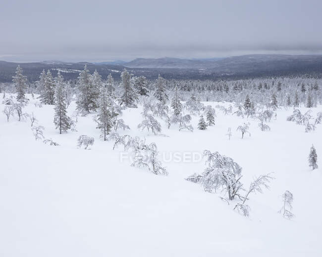 Vue panoramique sur la forêt dans la neige — Photo de stock