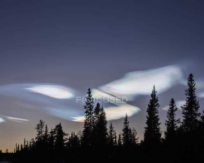 Silhouette of forest under pearl clouds at night — Stock Photo