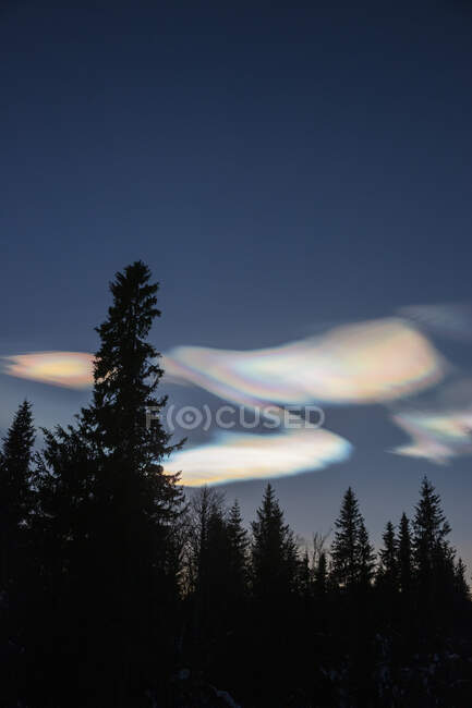 Silhueta de floresta sob nuvens de pérolas à noite — Fotografia de Stock