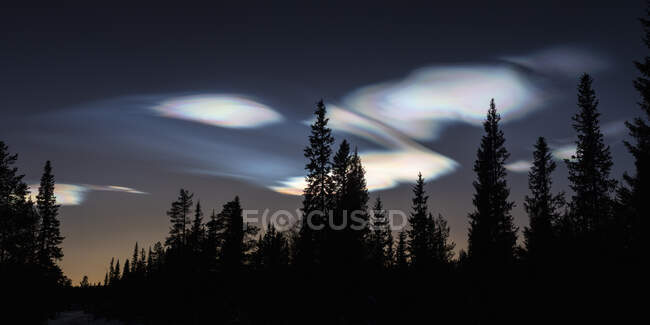 Silhouette della foresta sotto le nuvole di perle di notte — Foto stock