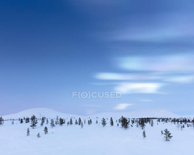 Лес в снегу под жемчужными облаками на закате — стоковое фото