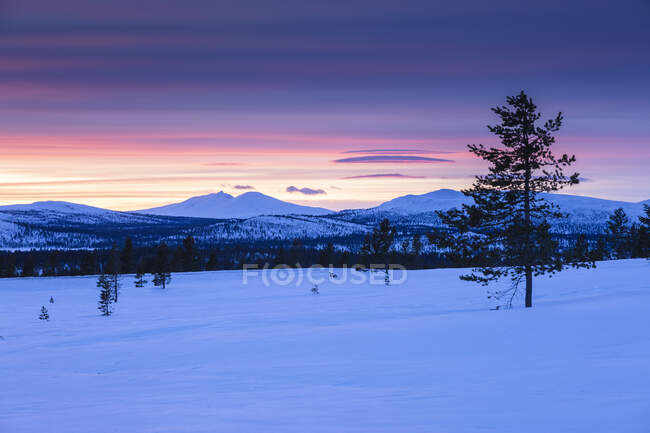 Bosque y montañas en la nieve al atardecer - foto de stock