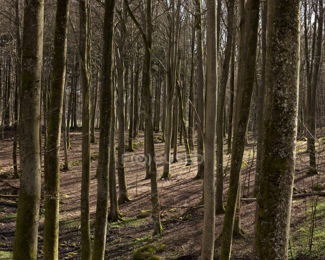 Голые буковые деревья в лесу — стоковое фото