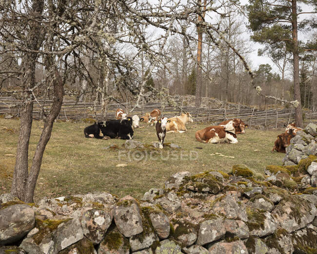 Vacas em pé e sentadas no campo — Fotografia de Stock