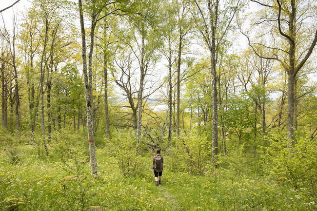 Jeune femme randonnée en forêt — Photo de stock