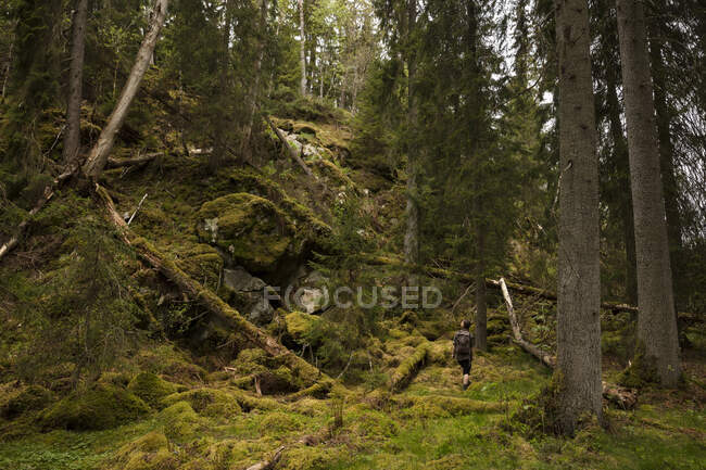 Giovane donna escursioni nella foresta — Foto stock