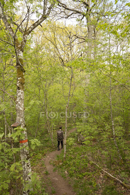 Junge Frau wandert im Wald — Stockfoto