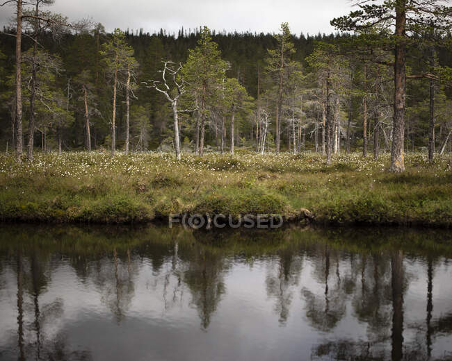 Scenic view of Forest by river — Foto stock