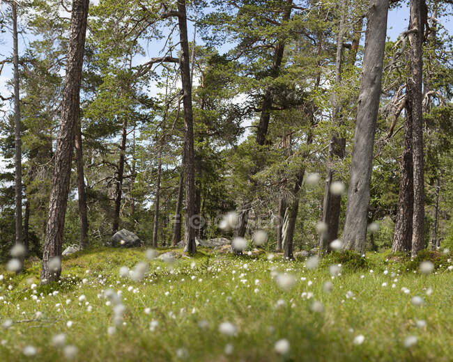 Forest with flowers in field — Stock Photo