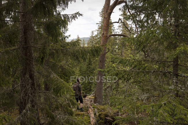 Young woman hiking in forest — Stock Photo