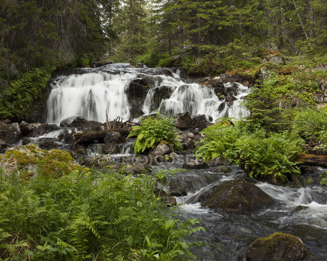 Vista panorámica de la cascada en el bosque - foto de stock
