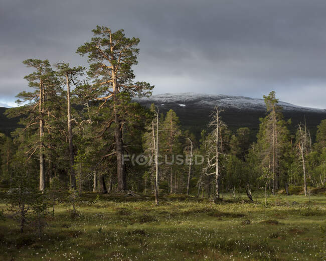 Снежная гора за лесом — стоковое фото