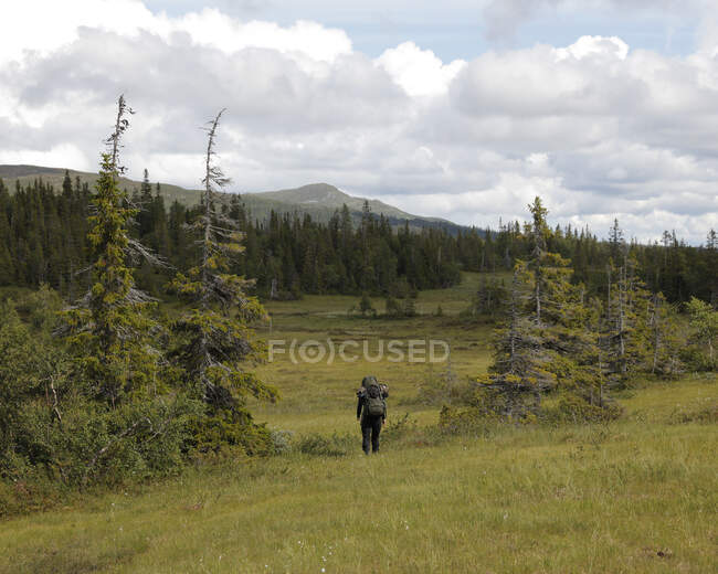 Jovem caminhando no campo pela floresta — Fotografia de Stock