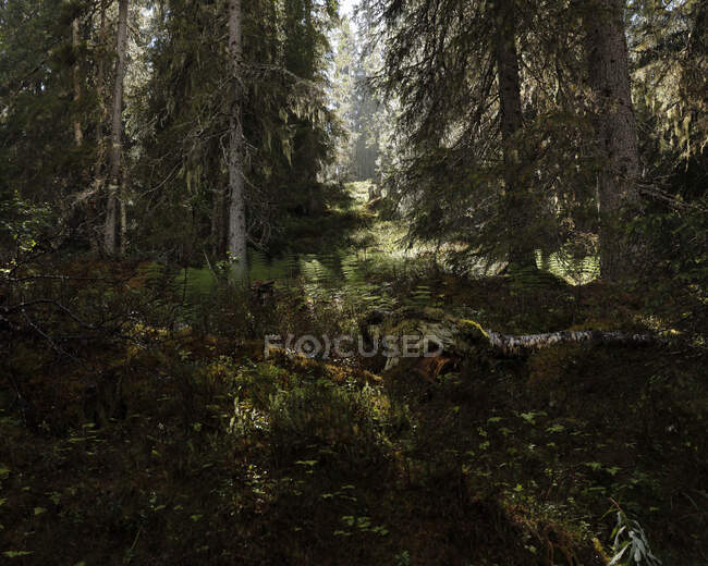 Живописный вид на лес в тени — стоковое фото