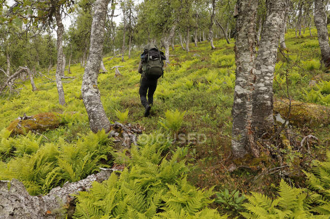 Giovane donna escursioni nella foresta — Foto stock