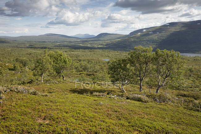 Trees in field by mountains — Stock Photo