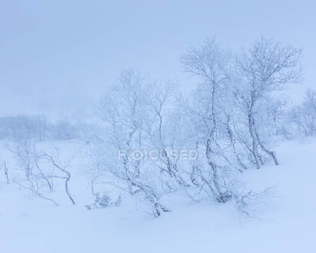 Scenic view of Trees in snow — Stockfoto