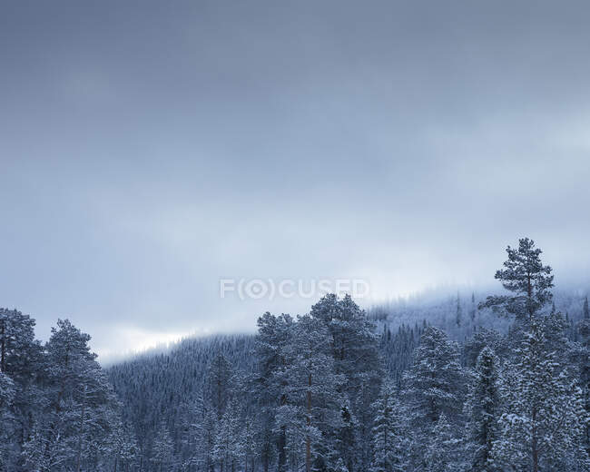 Мальовничий вид на ліс і сніг. — стокове фото