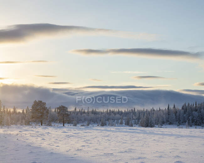 Vista panorámica del bosque y la nieve - foto de stock