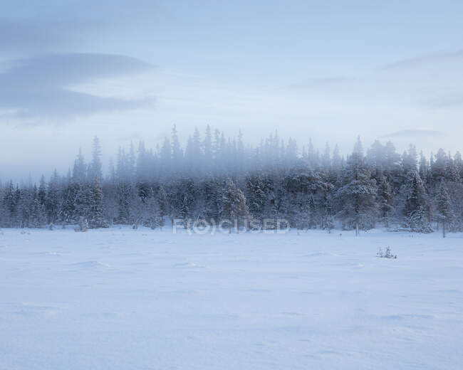 Malerischer Blick auf Wald und Schnee — Stockfoto