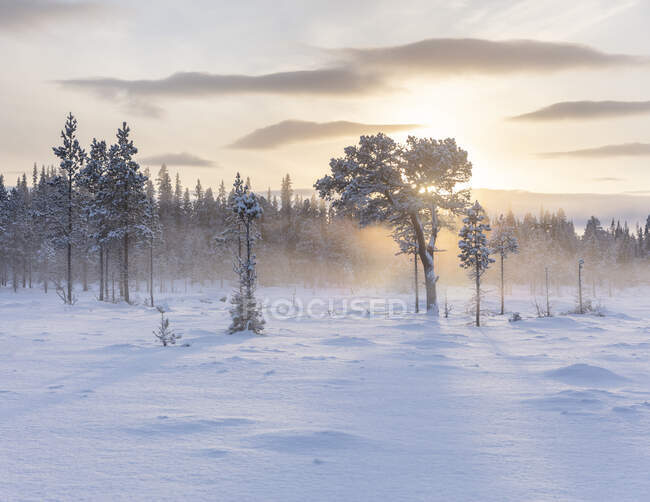 Живописный вид на лес и снег — стоковое фото