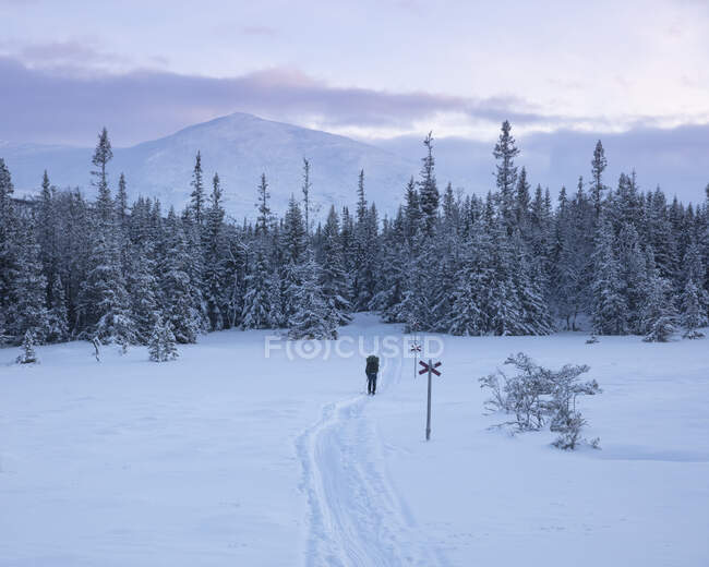 Vista panorâmica da floresta e da neve — Fotografia de Stock