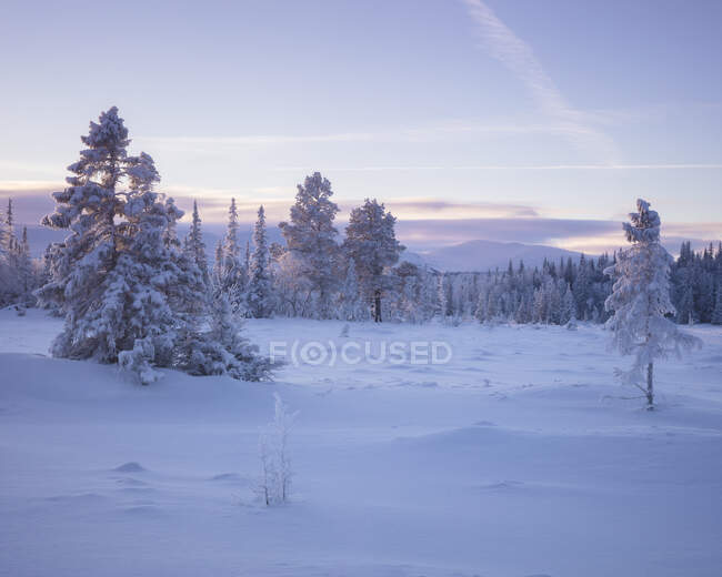 Los árboles y el campo bajo la nieve en invierno - foto de stock