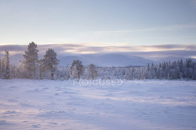 Árvores e campo sob neve no inverno — Fotografia de Stock