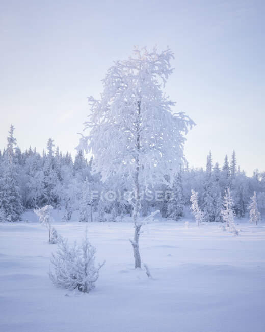 Vue panoramique sur les arbres dans la neige — Photo de stock