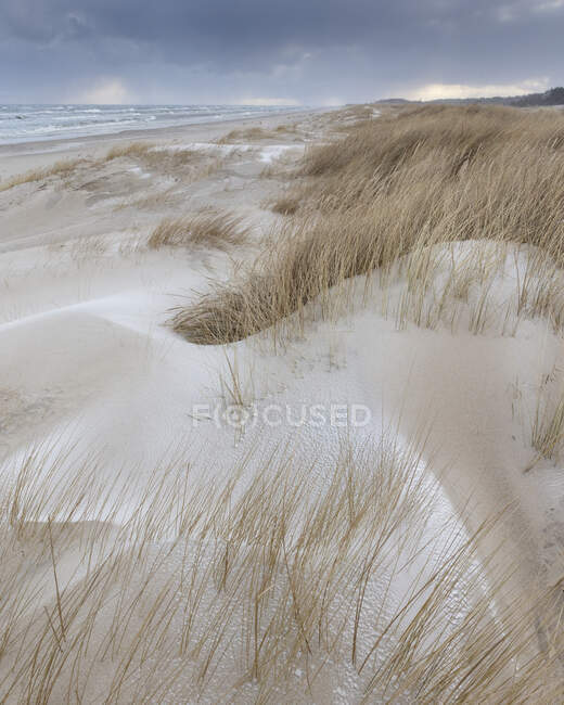 Grama em dunas de areia — Fotografia de Stock