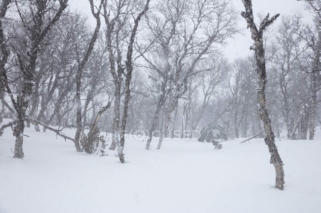 Мальовничий вид на Дерева і сніг — стокове фото