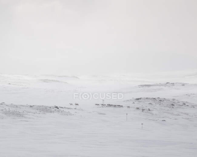Облака под снежным полем — стоковое фото