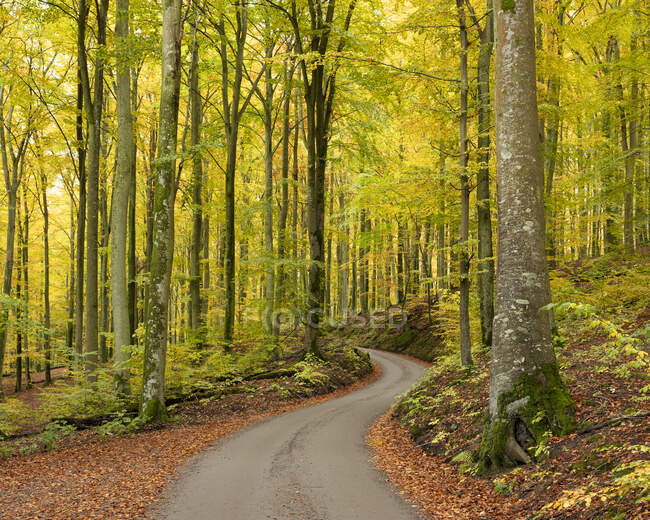 Vista panorámica de los árboles en el bosque - foto de stock