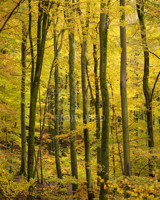 Vue panoramique sur les arbres dans la forêt — Photo de stock