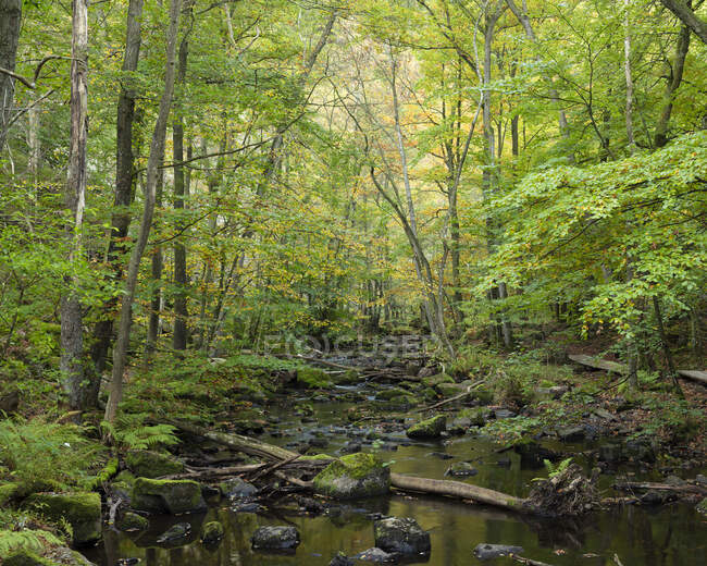 Scenic view of Stream in forest - foto de stock