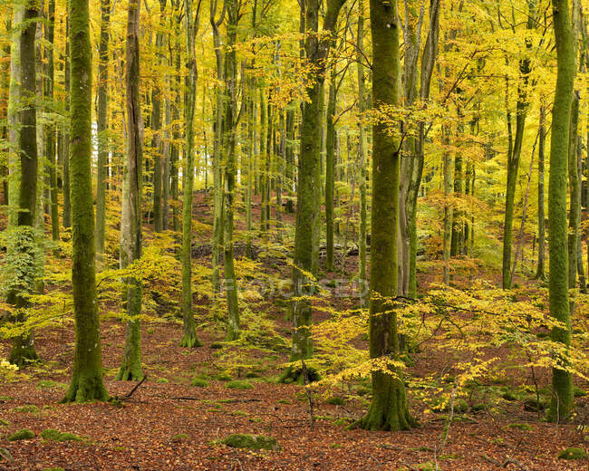 Мальовничий вид на дерева в лісі — стокове фото