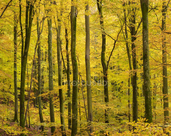 Vista panoramica degli alberi nella foresta — Foto stock